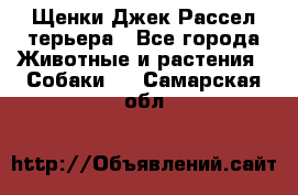 Щенки Джек Рассел терьера - Все города Животные и растения » Собаки   . Самарская обл.